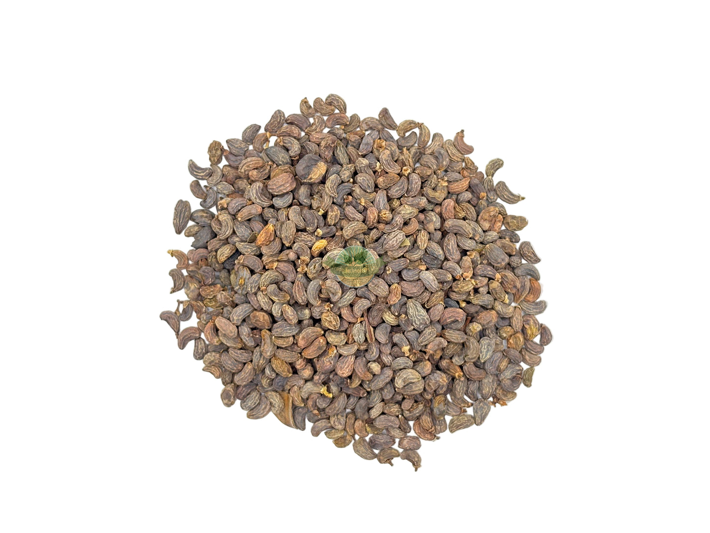 LIGUSTRUM LUCIDUM BERRY GLOSSY PRIVET FRUIT