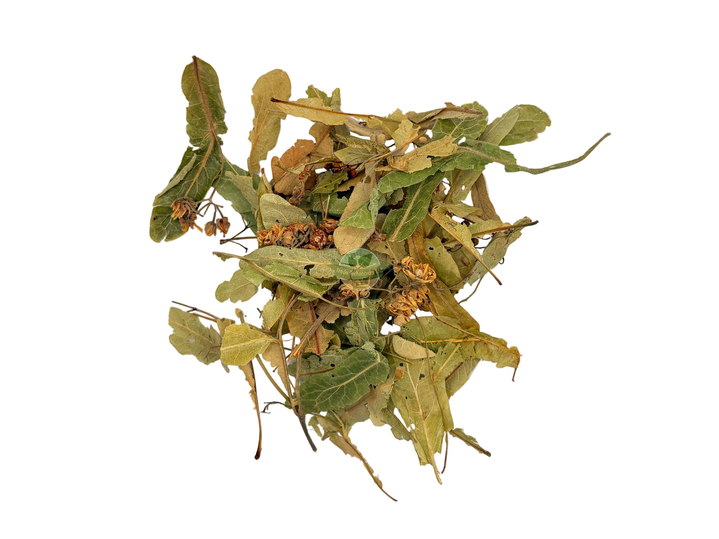 LINDEN LEAVES & FLOWER C/S