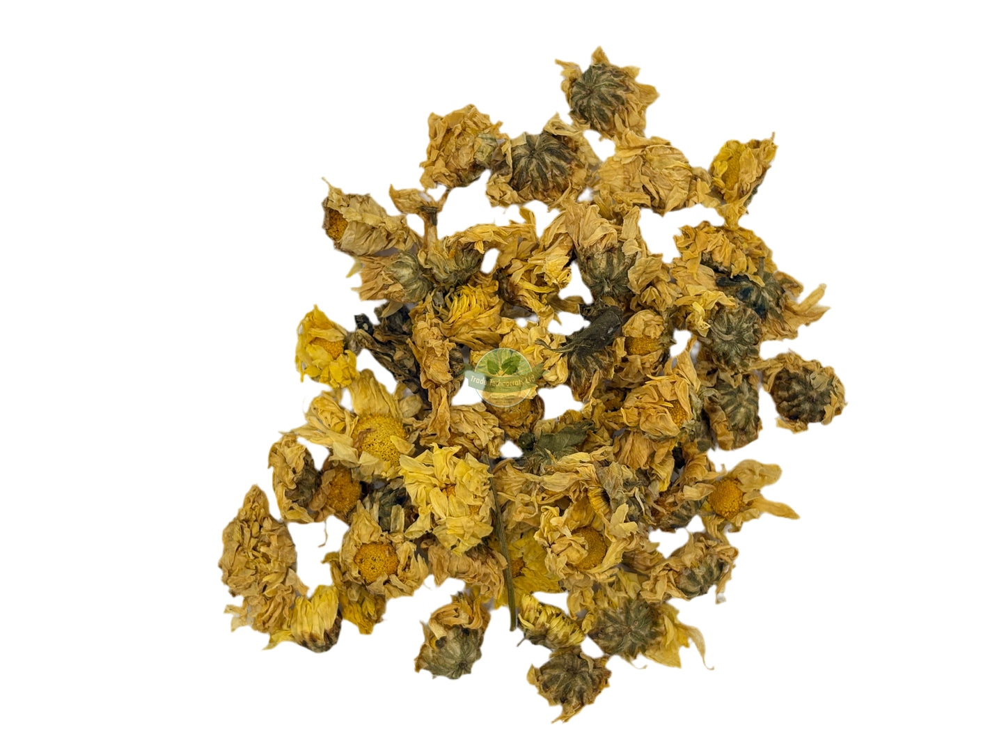 CHRYSANTHEMUM FLOWER