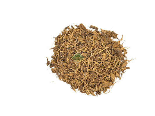 COLEUS FORSHKOLI ROOT C/S