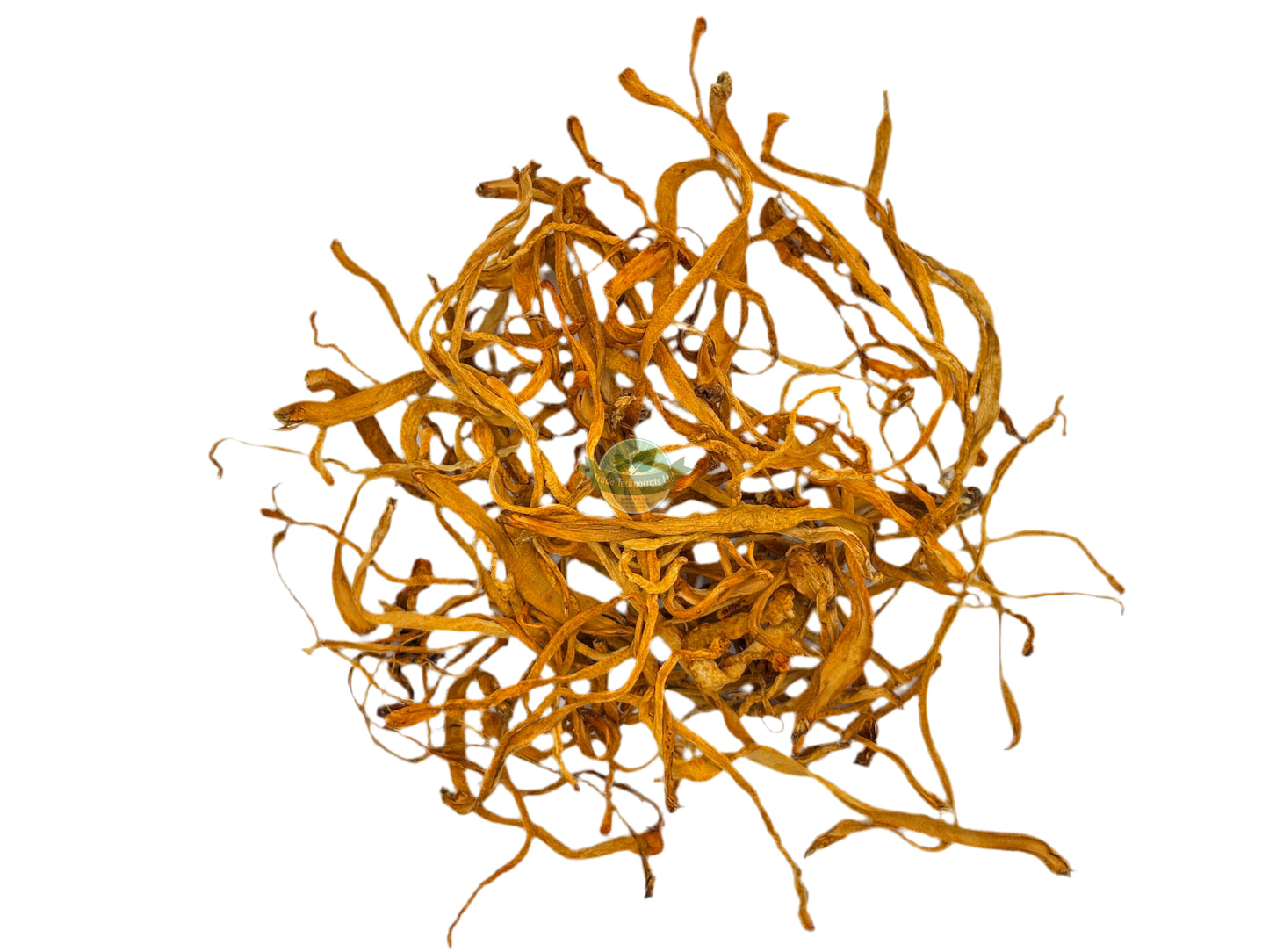 CORDYCEPS WHOLE