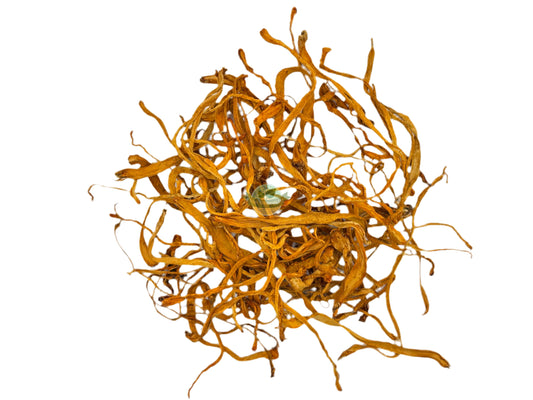 CORDYCEPS WHOLE