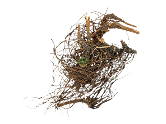 CULVER'S ROOT C/S (BLACK ROOT)