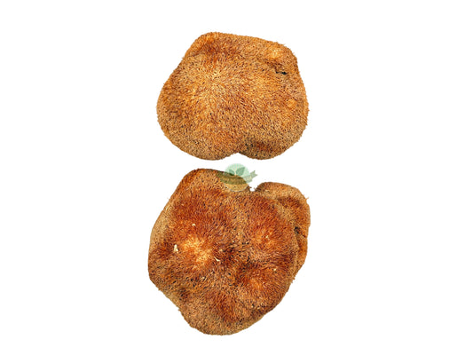 LION'S MANE MUSHROOMS WHOLE