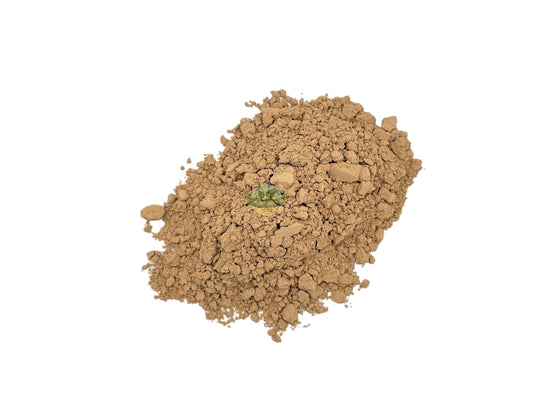 PIPPALI ROOT POWDER (GANTHODA)