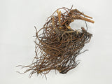 CULVER'S ROOT C/S (BLACK ROOT)