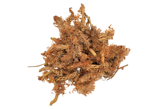 PINE BUDS