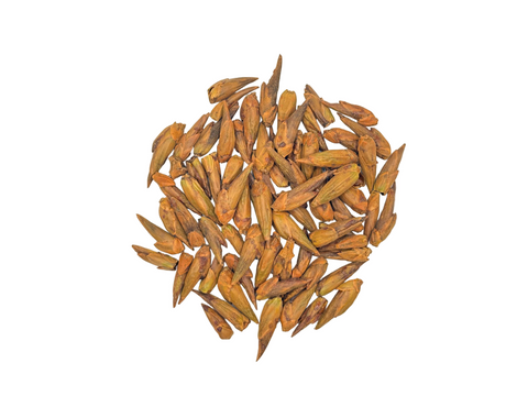 POPLAR BUDS (BALM GILEAD BUDS)